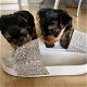Twee Yorkie-puppy's voor gratis adoptie - 2 - Thumbnail