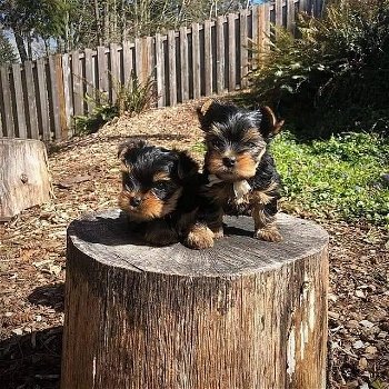 Twee Yorkie-puppy's voor gratis adoptie - 3