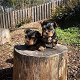 Twee Yorkie-puppy's voor gratis adoptie - 3 - Thumbnail