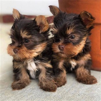 Twee Yorkie-puppy's voor gratis adoptie - 0