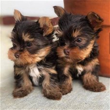 Twee Yorkie-puppy's voor gratis adoptie