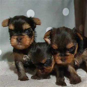 Twee Yorkie-puppy's voor gratis adoptie - 3