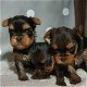 Twee Yorkie-puppy's voor gratis adoptie - 3 - Thumbnail