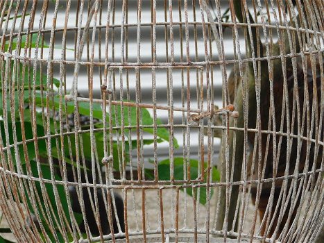 Klassieke vogelkooi, antiek ogende bird cage op voet,vogel - 2