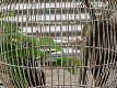 Klassieke vogelkooi, antiek ogende bird cage op voet,vogel - 2 - Thumbnail
