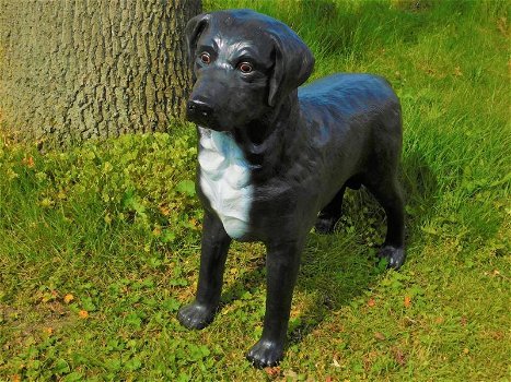 Prachtige Labrador Retriever zwart , van Polystone,hond - 0