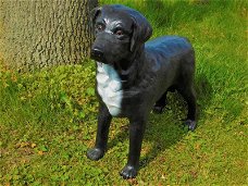 Prachtige Labrador Retriever  zwart , van Polystone,hond
