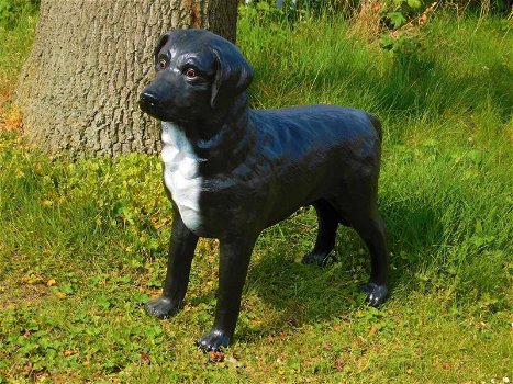Prachtige Labrador Retriever zwart , van Polystone,hond - 1
