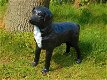Prachtige Labrador Retriever zwart , van Polystone,hond - 1 - Thumbnail