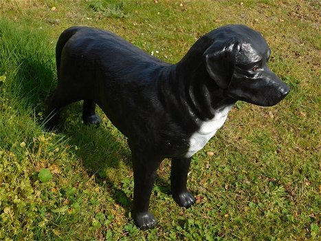 Prachtige Labrador Retriever zwart , van Polystone,hond - 2