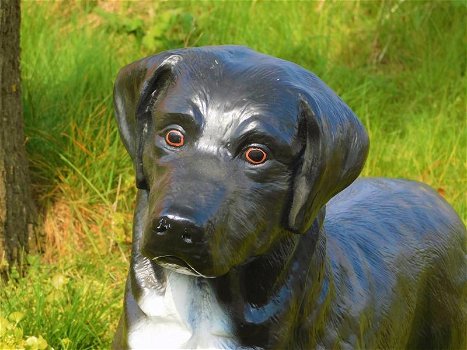 Prachtige Labrador Retriever zwart , van Polystone,hond - 3