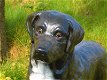 Prachtige Labrador Retriever zwart , van Polystone,hond - 3 - Thumbnail