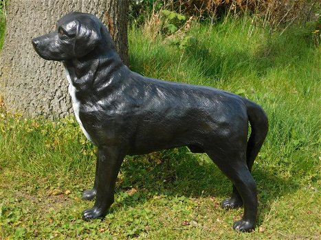 Prachtige Labrador Retriever zwart , van Polystone,hond - 4
