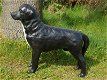 Prachtige Labrador Retriever zwart , van Polystone,hond - 4 - Thumbnail