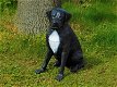 Rottweiler, zwart wit , van Polystone ,hond , kado - 0 - Thumbnail