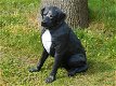Rottweiler, zwart wit , van Polystone ,hond , kado - 1 - Thumbnail
