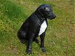 Rottweiler, zwart wit , van Polystone ,hond , kado - 3 - Thumbnail
