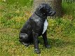 Rottweiler, zwart wit , van Polystone ,hond , kado - 5 - Thumbnail