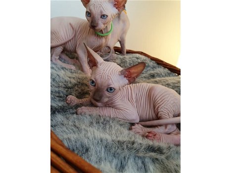 Purebreed Sphynx kittens - 0