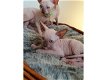 Purebreed Sphynx kittens - 0 - Thumbnail