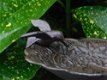 Staand vogelbad, gietijzeren vogelbadje op sierlijke voet - 2 - Thumbnail