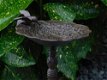 Staand vogelbad, gietijzeren vogelbadje op sierlijke voet - 5 - Thumbnail