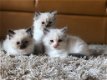 Ragdoll katten ter adoptie - 0 - Thumbnail