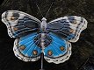 Vlinder kapstok blauw - metaal , vlinder , kapstok , kado - 0 - Thumbnail