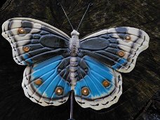 Vlinder kapstok blauw - metaal , vlinder , kapstok , kado