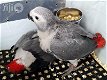 Wij bieden papegaaien 🦜 🦜 en papegaaien eieren 🥚 🥚 te koop - 0 - Thumbnail