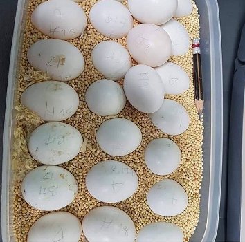 Wij bieden papegaaien 🦜 🦜 en papegaaien eieren 🥚 🥚 te koop - 1