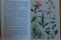 Plantes Médicinales - 2 - Thumbnail