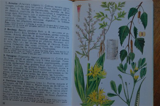 Plantes Médicinales - 3
