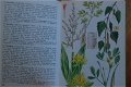 Plantes Médicinales - 3 - Thumbnail