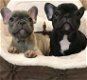 Franse Bulldog Puppies-Seringen & Blues - 0 - Thumbnail