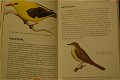 Basis Vogelgids - 1 - Thumbnail