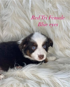 Miniatuur Australian Shepherd-pups voor adoptie - 0