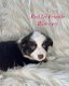 Miniatuur Australian Shepherd-pups voor adoptie - 0 - Thumbnail