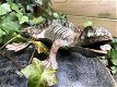 Hagedis, gietijzer groen-bruin , gekko , kado , salamander - 0 - Thumbnail