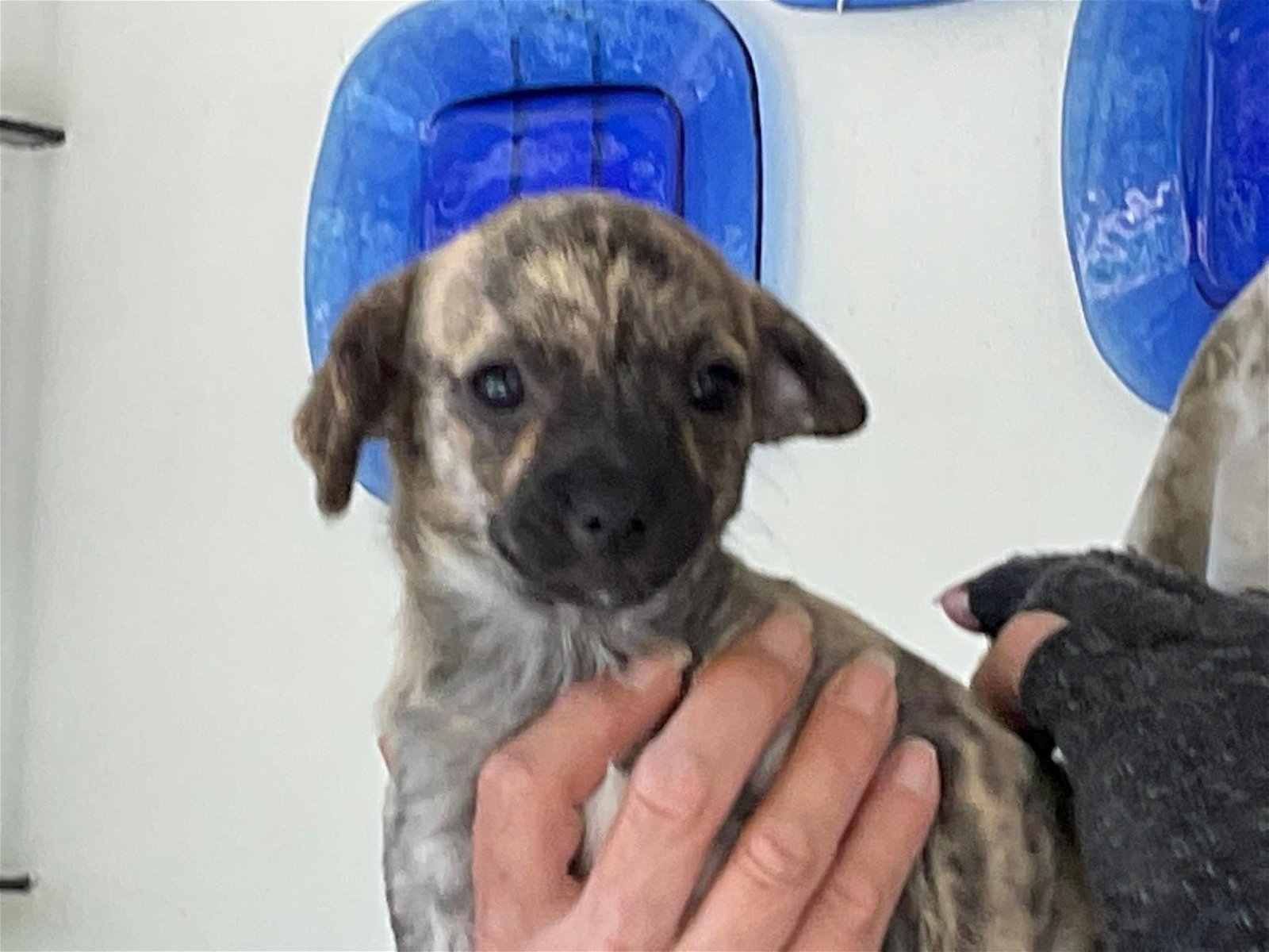 MJM Dogs Foundation: Sherry(gereserveerd) - Afbeelding 2