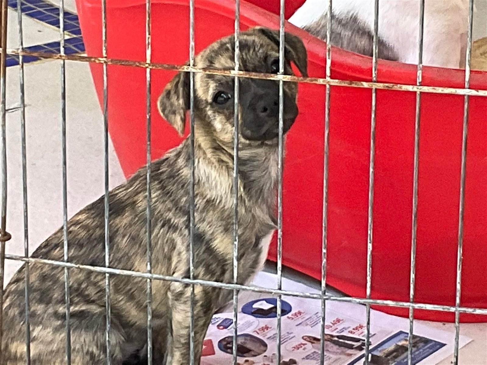 MJM Dogs Foundation: Sherry(gereserveerd) - Afbeelding 3