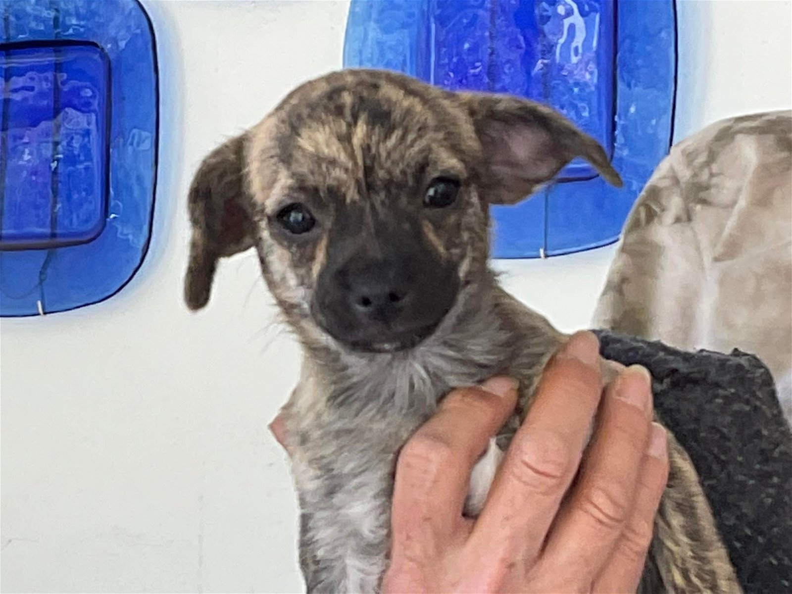 MJM Dogs Foundation: Sherry(gereserveerd) - Afbeelding 4