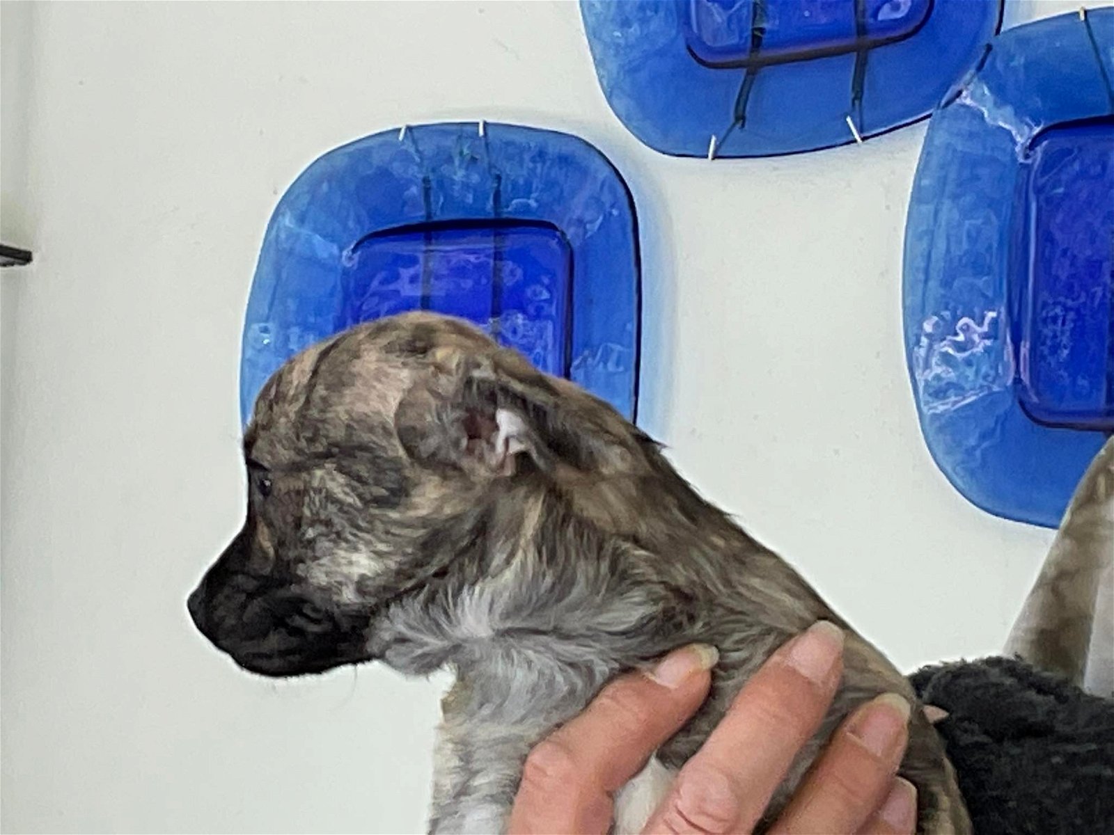 MJM Dogs Foundation: Sherry(gereserveerd) - Afbeelding 5