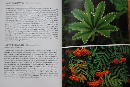 Geneeskrachtige planten - 2