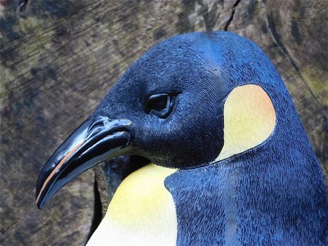 Pinguïn beeld , polystone, zeer gedetailleerd , kado - 0