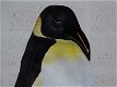 Pinguïn beeld , polystone, zeer gedetailleerd , kado - 1 - Thumbnail