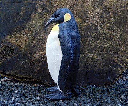 Pinguïn beeld , polystone, zeer gedetailleerd , kado - 2