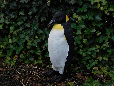 Pinguïn beeld , polystone, zeer gedetailleerd , kado - 3