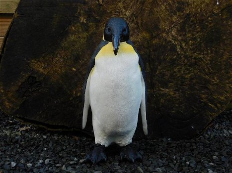 Pinguïn beeld , polystone, zeer gedetailleerd , kado - 4