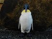 Pinguïn beeld , polystone, zeer gedetailleerd , kado - 4 - Thumbnail